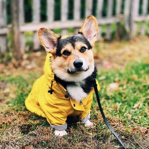 Tide Brand Windproof And Rainproof British Retro Padded Dog Raincoat, Dog Pet Jacket - Hình ảnh 3