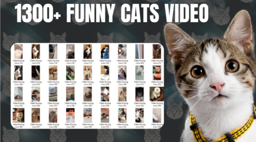 1300+ Cute And Funny Cat Video Clips