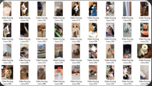 1300+ Cute And Funny Cat Video Clips - Hình ảnh 2