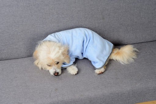 Quick-drying Pet Absorbent Towel Dog Bathrobe Pet Dog Bath Towel For Dogs Cats Microfiber Absorbent Pet Drying Towel Pet Supplies Pet Products - Hình ảnh 7