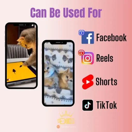 1300+ Cute And Funny Cat Video Clips - Hình ảnh 6